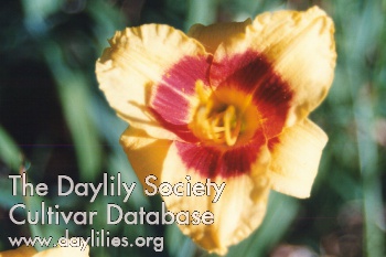 Daylily Siloam Tiny Mite